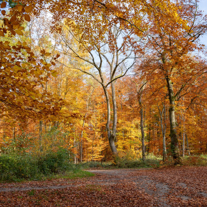 nature impressions 2021