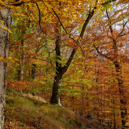 nature impressions 2021