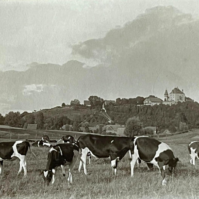 whatsapp image 2025 02 04 at.26.11