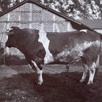 whatsapp image 2025 02 17 at 17.49.40  