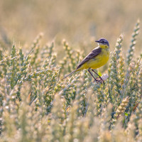img b schafstelze weizen
