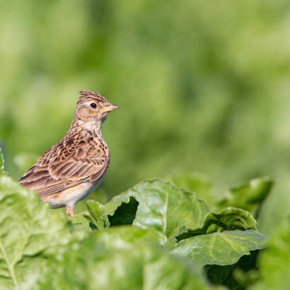 img b feldlerche rueben