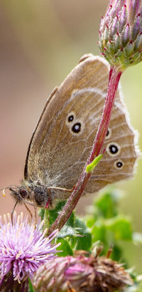 img b dng dxo deepprime