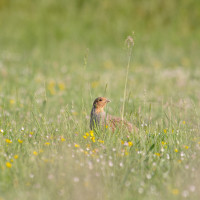 img cr2 dxo deepprime